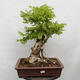 Vonkajšie bonsai - Agát - Robinia pseudoacacia - 1/6