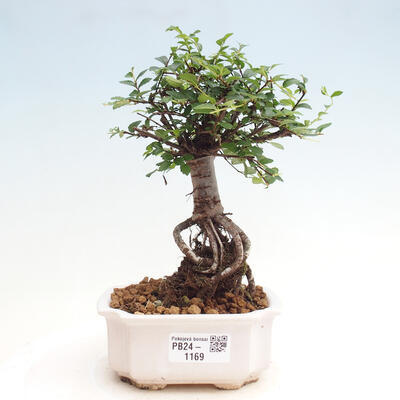 Izbová bonsai - Ulmus parvifolia - malolistá brest - 1