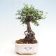 Izbová bonsai - Ulmus parvifolia - malolistá brest - 1/3