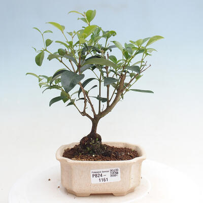 Izbová bonsai - Austrálska čerešňa - Eugenia uniflora - 1