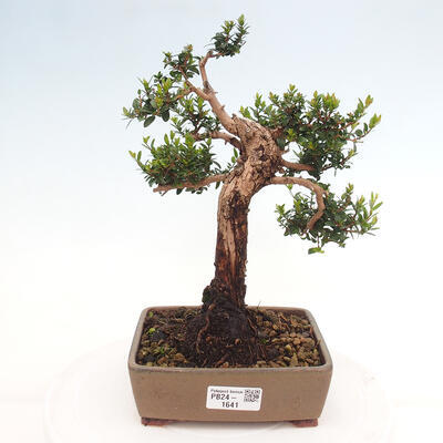 Izbová bonsai - Myrtus communis - Myrta obyčajná - 1