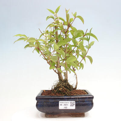 Vonkajší bonsai - Deutzia scabra Candidissima - Trojpuk - 1