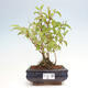 Vonkajší bonsai - Deutzia scabra Candidissima - Trojpuk - 1/3