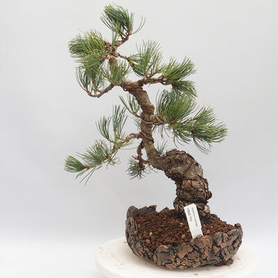 Vonkajšie bonsai - Pinus parviflora - borovica drobnokvetá - 1