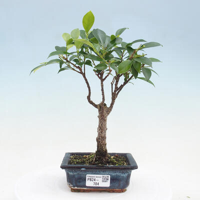 Izbová bonsai - Ficus retusa - malolistá fikus - 1