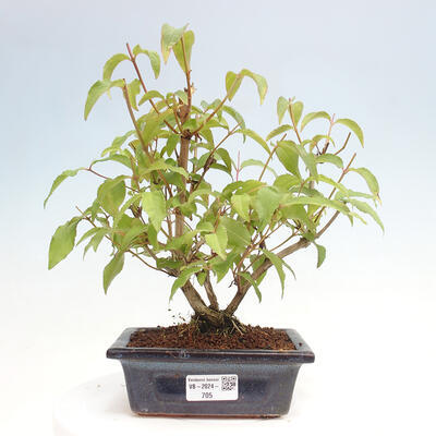 Vonkajší bonsai - Deutzia scabra Candidissima - Trojpuk - 1