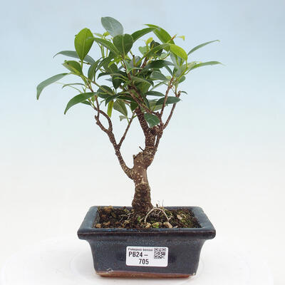 Izbová bonsai - Ficus retusa - malolistá fikus - 1