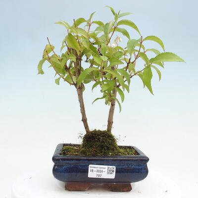 Vonkajší bonsai - Deutzia scabra Candidissima - Trojpuk - 1