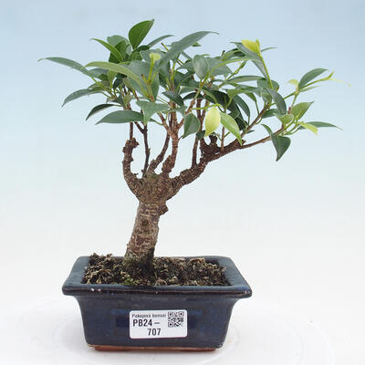 Izbová bonsai - Ficus retusa - malolistá fikus - 1