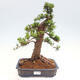 Vonkajší bonsai - Taxus cuspidata - Tis japonský - 1/6