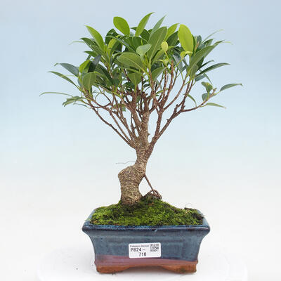 Izbová bonsai - Ficus retusa - malolistá fikus - 1