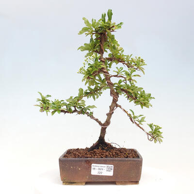 Vonkajší bonsai - Pyracantha tetón - Hlohyňa šarlátová - 1