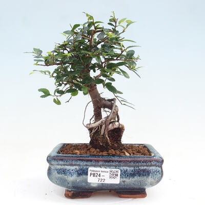 Izbová bonsai - Ulmus parvifolia - malolistá brest - 1