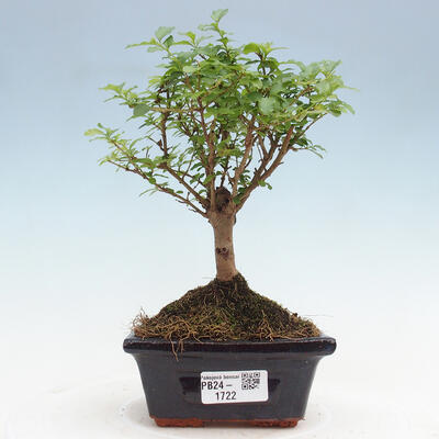 Izbová bonsai -Ligustrum chinensis - Vtáčí zob - 1