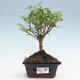 Izbová bonsai -Ligustrum chinensis - Vtáčí zob - 1/3