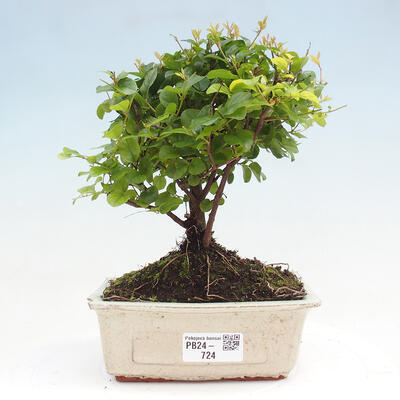 Izbová bonsai - Sagerécie thea - Sagerécie thea - 1