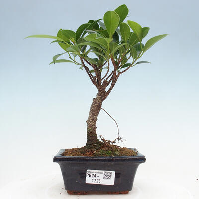 Izbová bonsai - Ficus retusa - malolistý fikus - 1