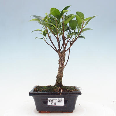 Izbová bonsai - Ficus retusa - malolistý fikus - 1