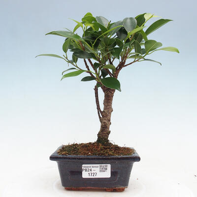 Izbová bonsai - Ficus retusa - malolistý fikus - 1