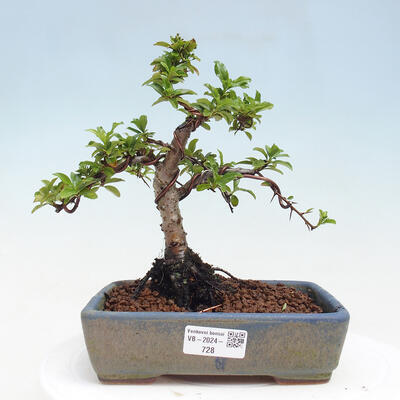 Vonkajší bonsai - Pyracantha tetón - Hlohyňa šarlátová - 1