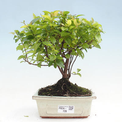 Izbová bonsai - Sagerécie thea - Sagerécie thea - 1