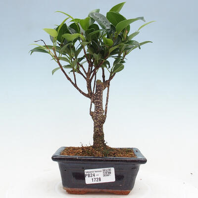 Izbová bonsai - Ficus retusa - malolistý fikus - 1