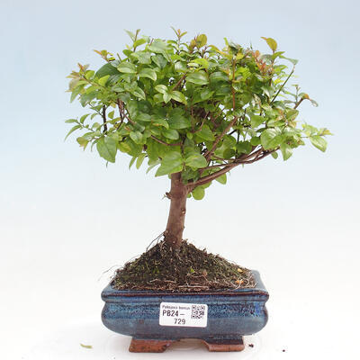 Izbová bonsai - Sagerécie thea - Sagerécie thea - 1