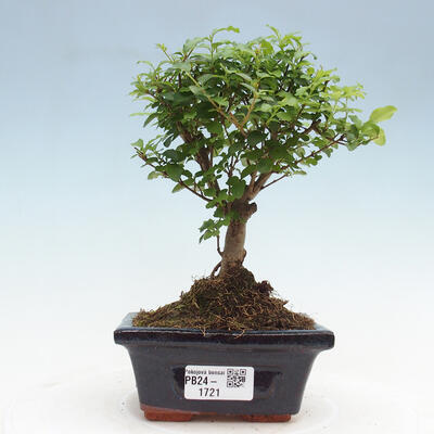 Izbová bonsai -Ligustrum chinensis - Vtáčí zob - 1