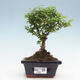 Izbová bonsai -Ligustrum chinensis - Vtáčí zob - 1/3