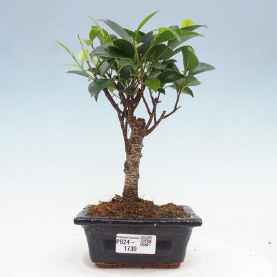 Izbová bonsai - Ficus retusa - malolistý fikus - 1