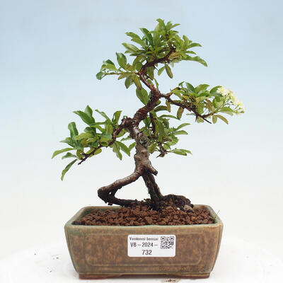 Vonkajší bonsai - Pyracantha tetón - Hlohyňa šarlátová - 1