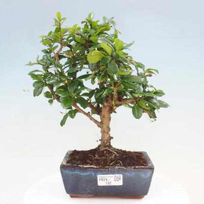 Izbová bonsai - Carmona macrophylla - Čaj fuki - 1