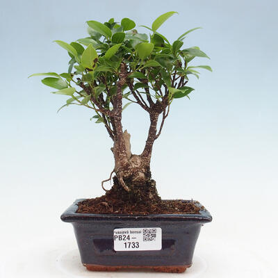 Izbová bonsai - Ficus retusa - malolistý fikus - 1