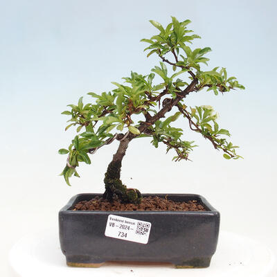 Vonkajší bonsai - Pyracantha tetón - Hlohyňa šarlátová - 1