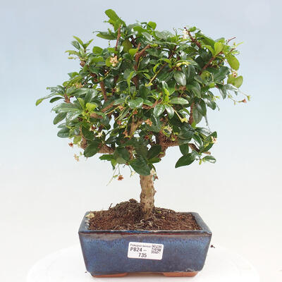 Izbová bonsai - Carmona macrophylla - Čaj fuki - 1