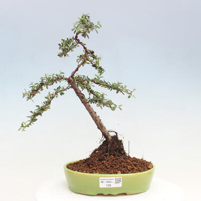 Vonkajší bonsai - Cotoneaster dám. Skogholm - Skalník - 1