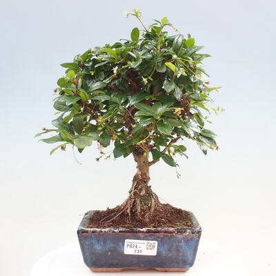 Izbová bonsai - Carmona macrophylla - Čaj fuki - 1