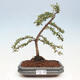 Vonkajší bonsai - Cotoneaster dám. Skogholm - Skalník - 1/6