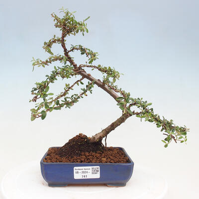 Vonkajší bonsai - Cotoneaster dám. Skogholm - Skalník - 1