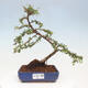 Vonkajší bonsai - Cotoneaster dám. Skogholm - Skalník - 1/6