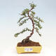 Vonkajší bonsai - Cotoneaster dám. Skogholm - Skalník - 1/6
