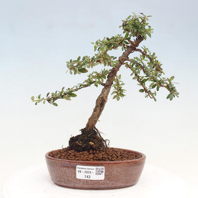 Vonkajší bonsai - Cotoneaster dám. Skogholm - Skalník - 1