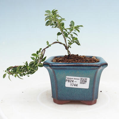 Izbová bonsai - Serissa foetida Variegata - Strom tisíce hviezd - 1