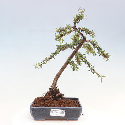 Vonkajší bonsai - Cotoneaster dám. Skogholm - Skalník - 1