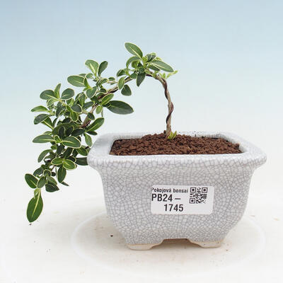 Izbová bonsai - Serissa foetida Variegata - Strom tisíce hviezd - 1