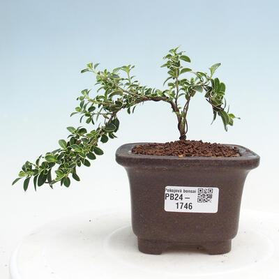 Izbová bonsai - Serissa foetida Variegata - Strom tisíce hviezd - 1