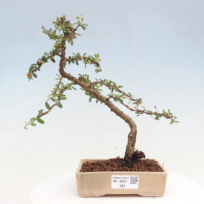 Vonkajší bonsai - Cotoneaster dám. Skogholm - Skalník - 1