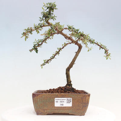 Vonkajší bonsai - Cotoneaster dám. Skogholm - Skalník - 1