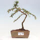 Vonkajší bonsai - Cotoneaster dám. Skogholm - Skalník - 1/6