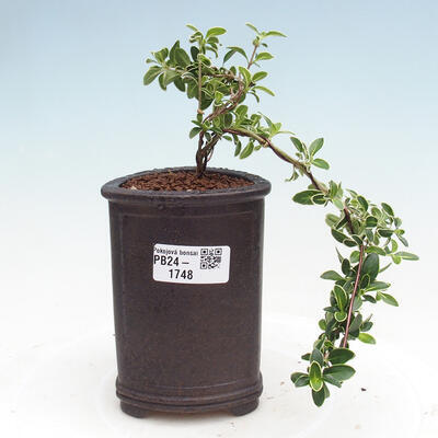 Izbová bonsai - Serissa foetida Variegata - Strom tisíce hviezd - 1